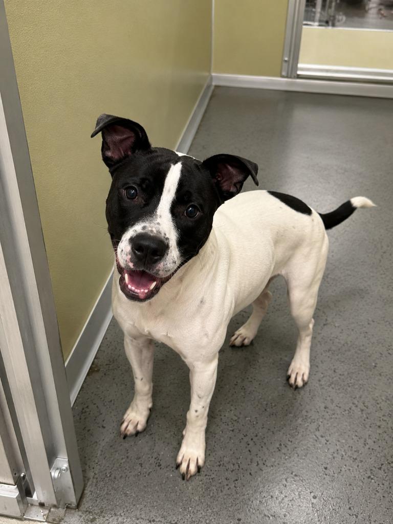 Enlarge Birch, a Adoptable mixed breed in Gautier, MS image 3/3
