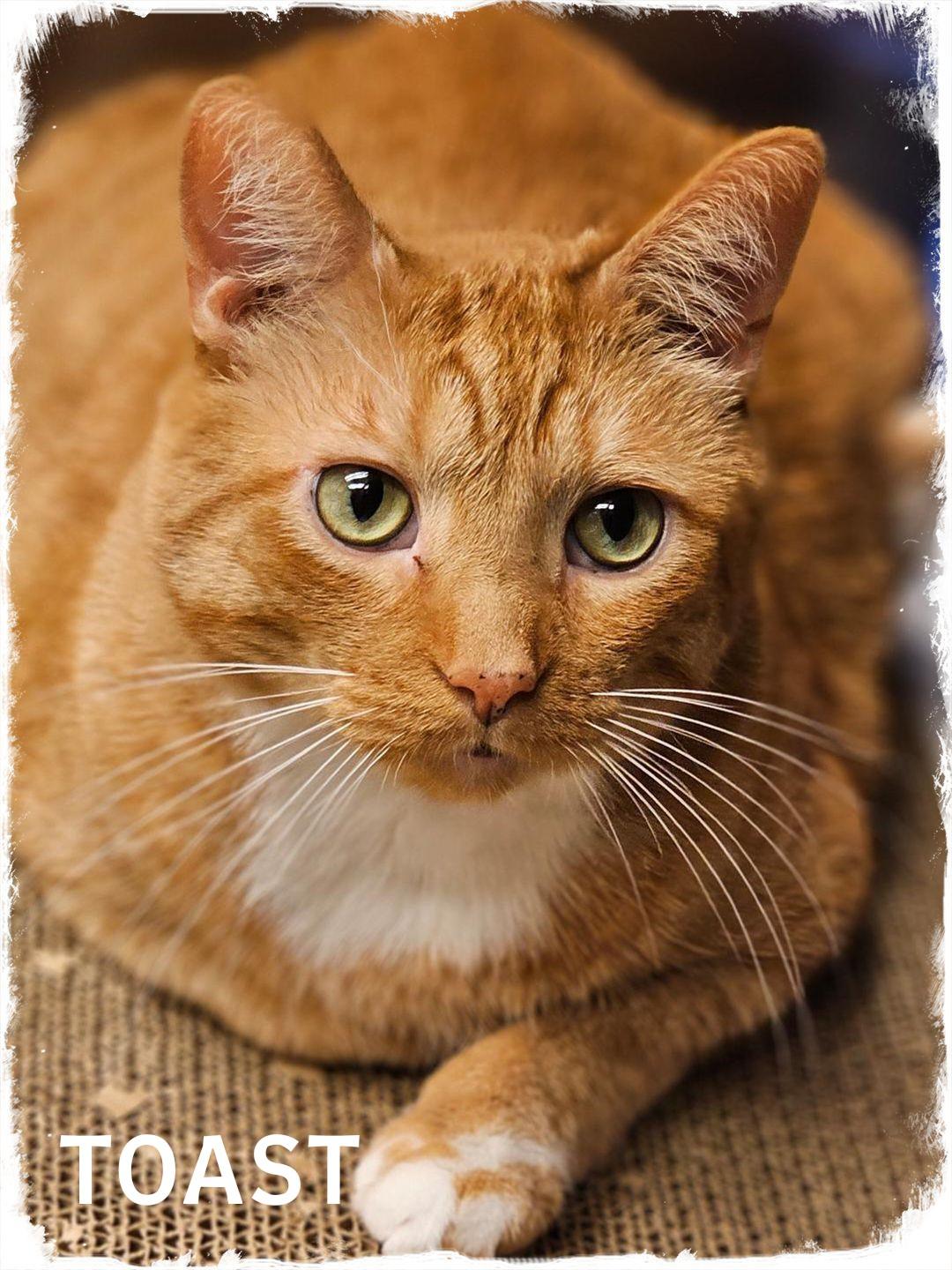 Enlarge Toast, a Adoptable Domestic Short Hair in Whiting, IN image 1/1