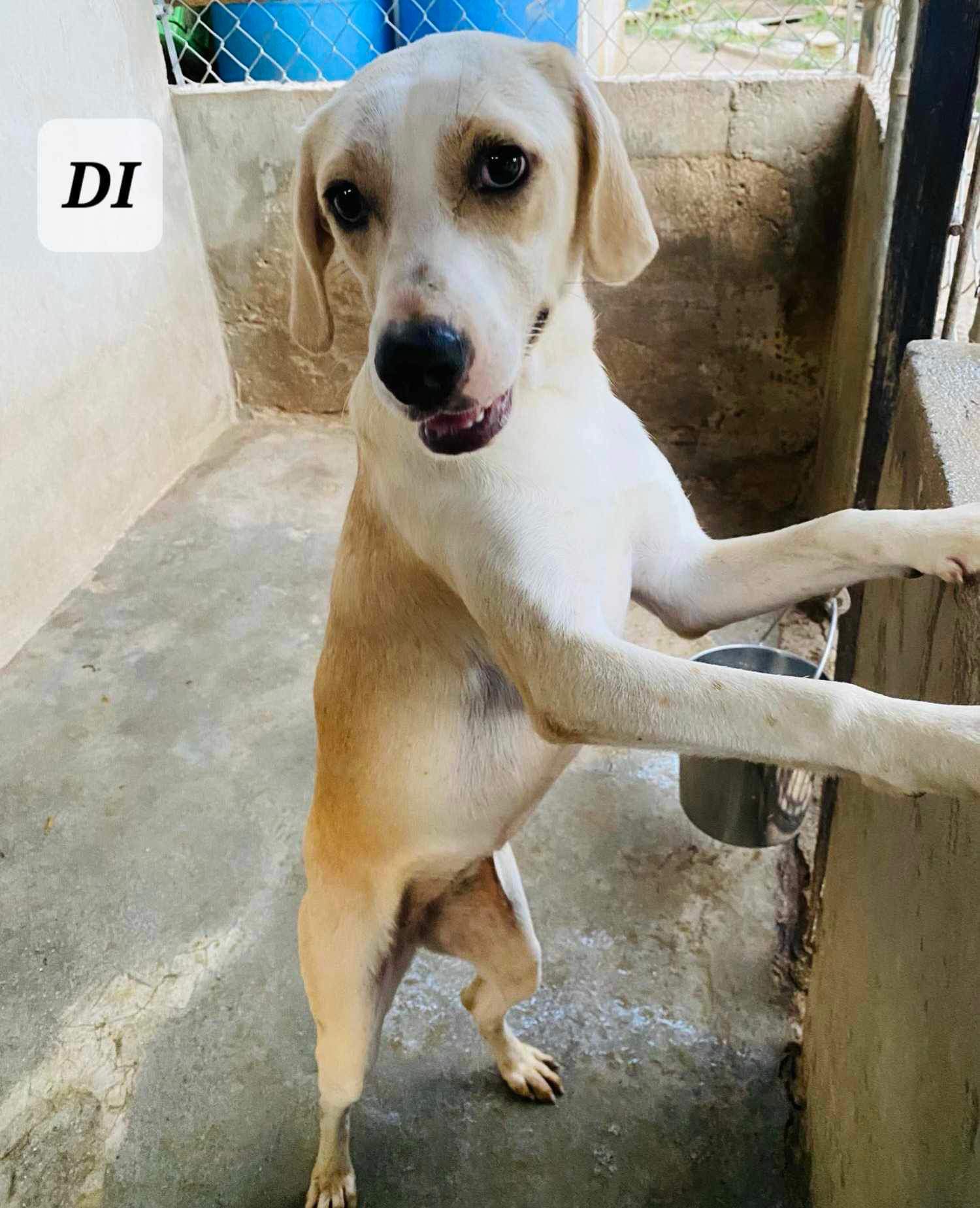 DI, a Adoptable mixed breed in Villalba, PR image 2/3