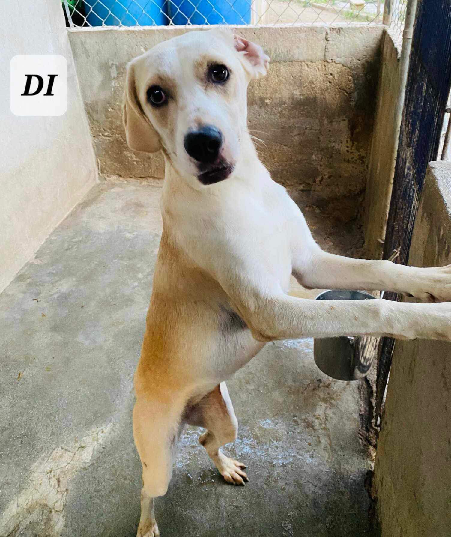 DI, a Adoptable mixed breed in Villalba, PR image 3/3