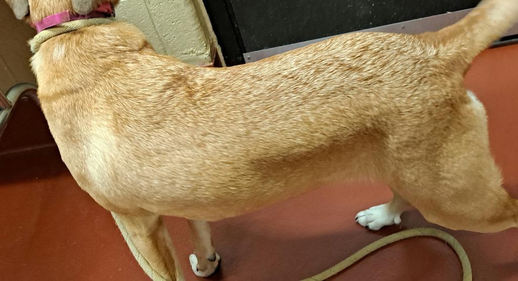 Nikki, Adoptable, Young Female Mixed Breed.