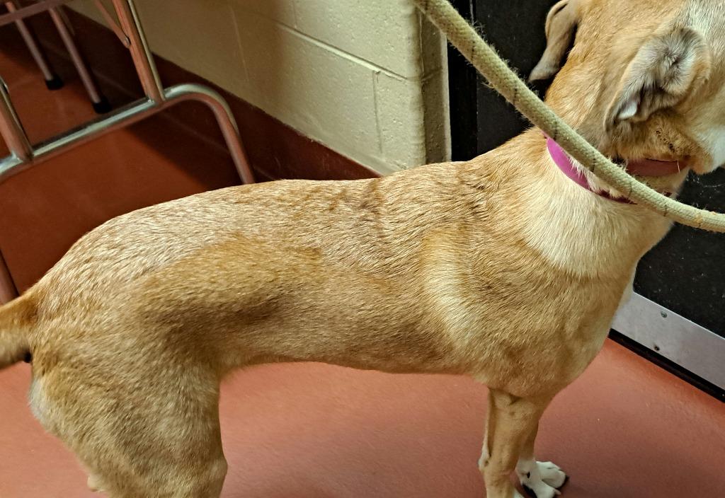 Enlarge Nikki, a Adoptable mixed breed in Douglasville, GA image 3/6