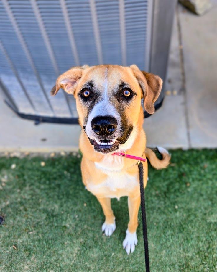 Enlarge Nikki, a Adoptable mixed breed in Douglasville, GA image 4/6