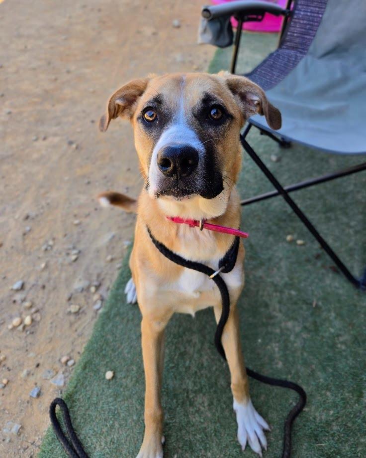 Enlarge Nikki, a Adoptable mixed breed in Douglasville, GA image 6/6