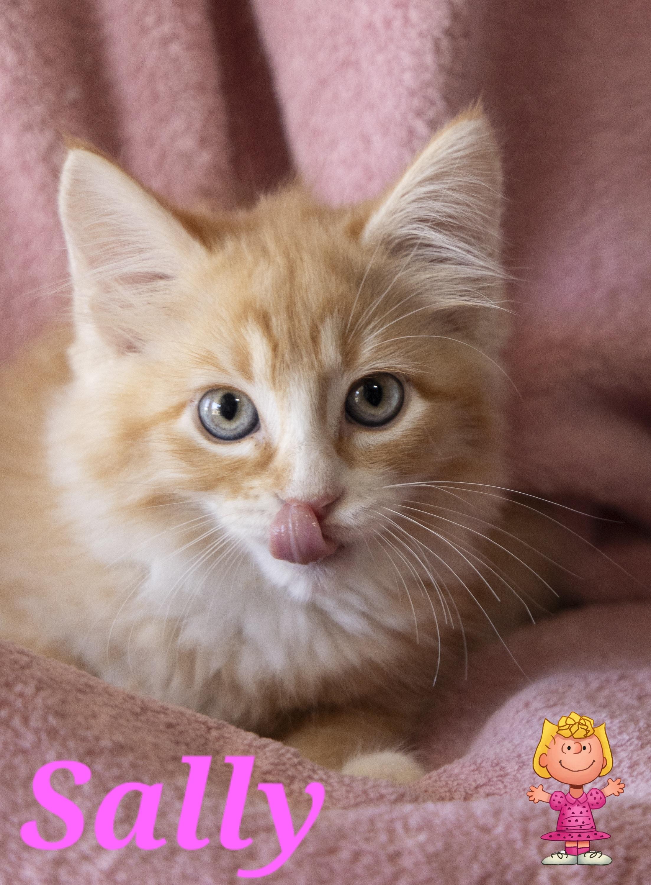 Sally, ADOPTABLE, Kitten Female Domestic Short Hair.