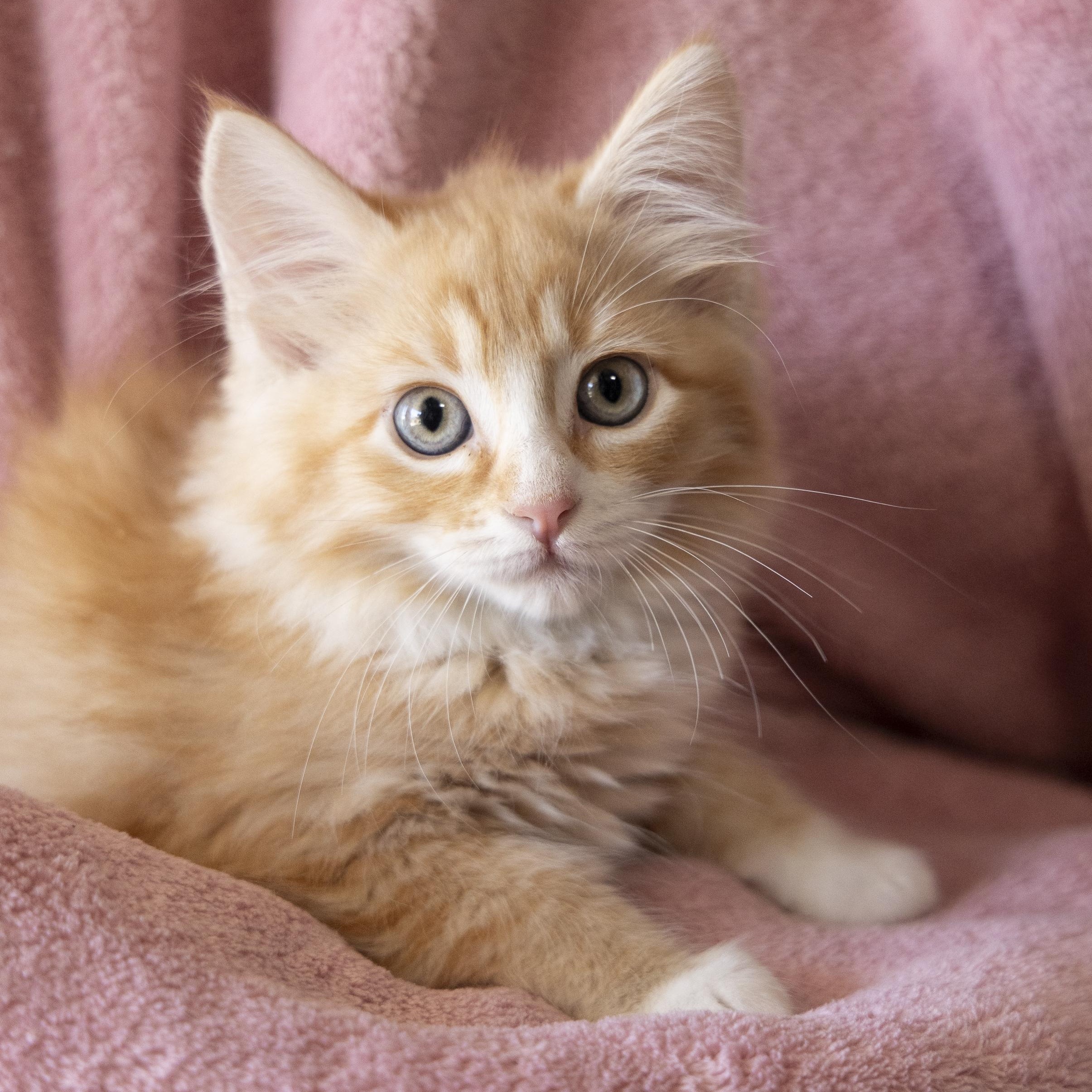 Enlarge Sally, a ADOPTABLE Domestic Short Hair in SCOTTSDALE, AZ image 2/2
