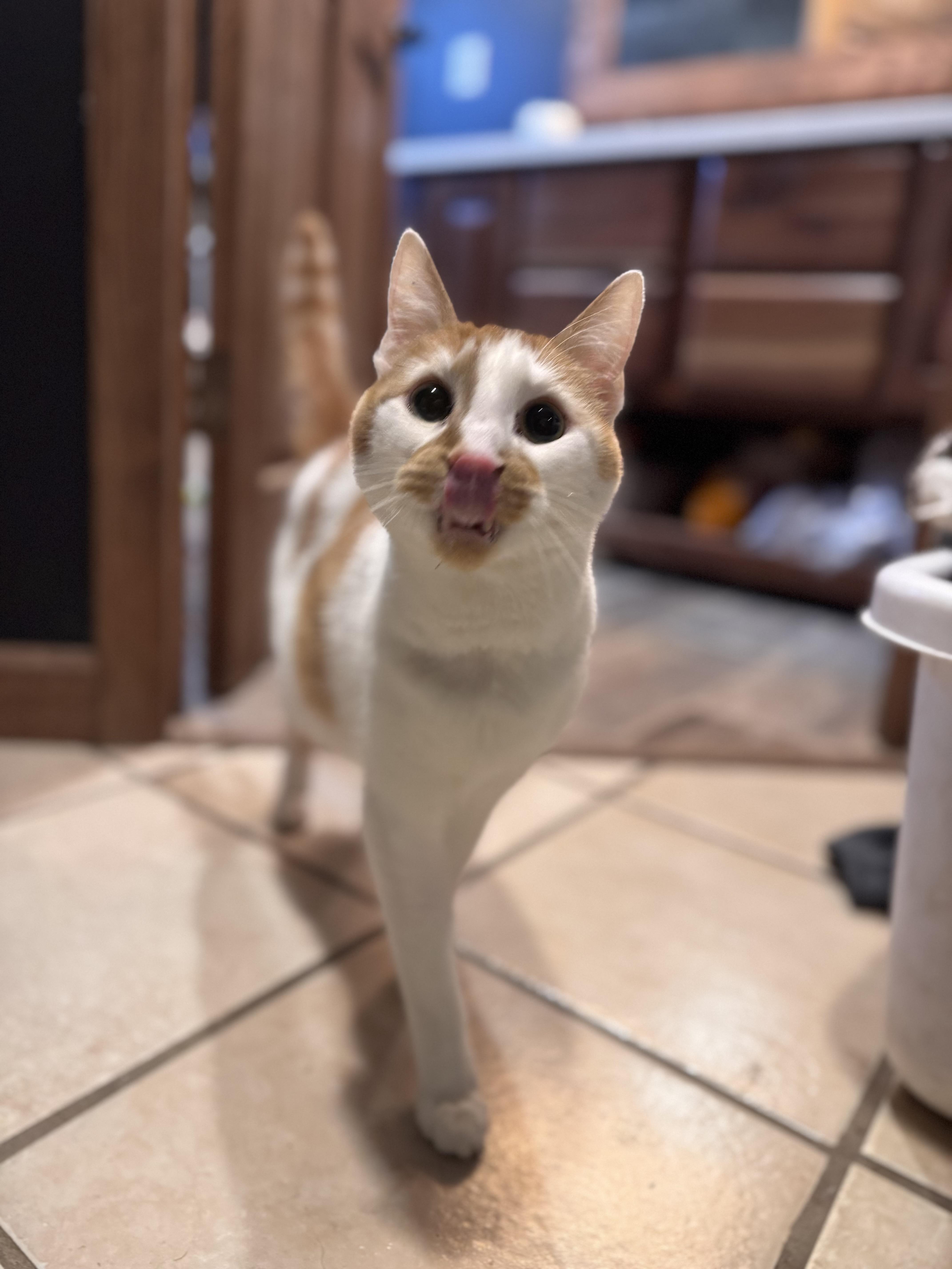 Rusty, ADOPTABLE, Senior Male Domestic Short Hair.