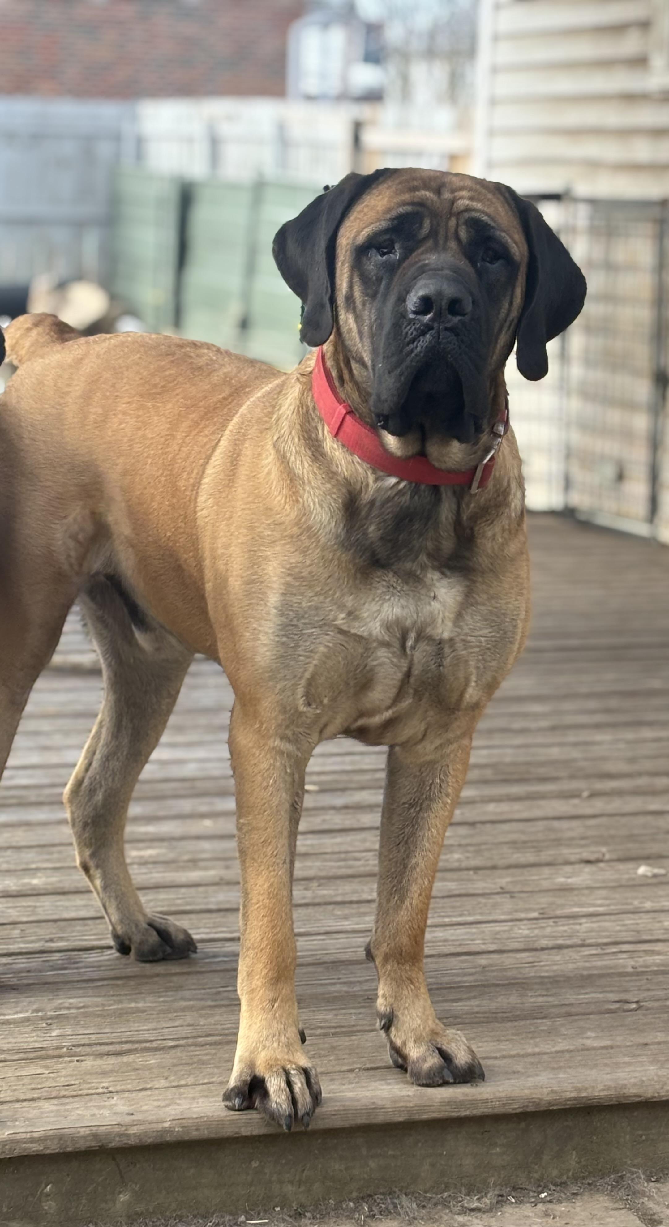 Lincoln — thumbnail 3