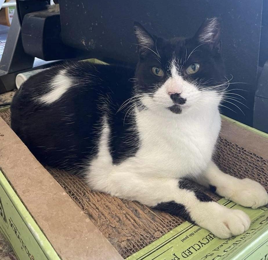 Pepper, Adoptable, Adult Male Domestic Short Hair.