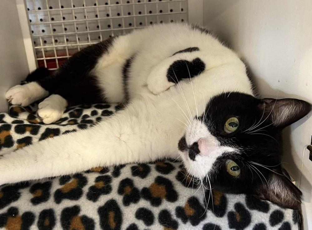 Pepper, a Adoptable Domestic Short Hair in Chicago, IL image 2/6