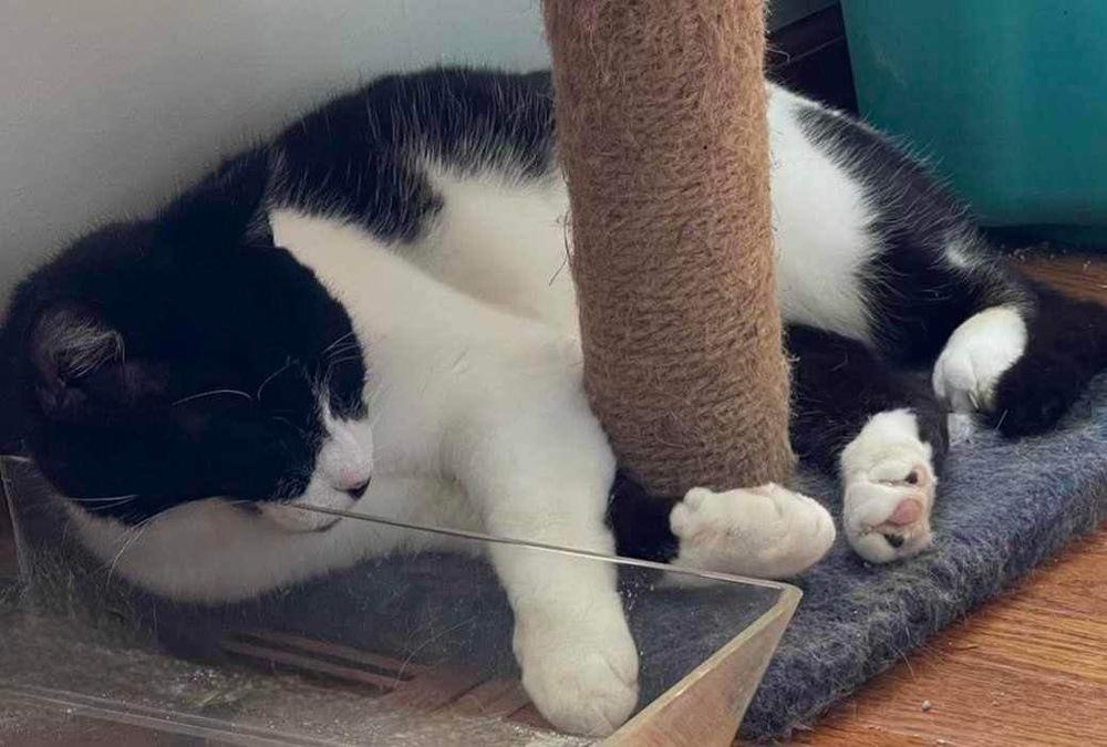 Pepper, a Adoptable Domestic Short Hair in Chicago, IL image 3/6