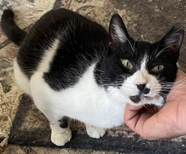 Pepper, a Adoptable Domestic Short Hair in Chicago, IL image 4/6