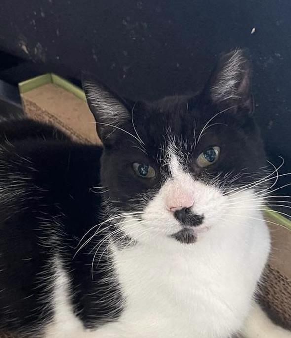 Pepper, a Adoptable Domestic Short Hair in Chicago, IL image 5/6