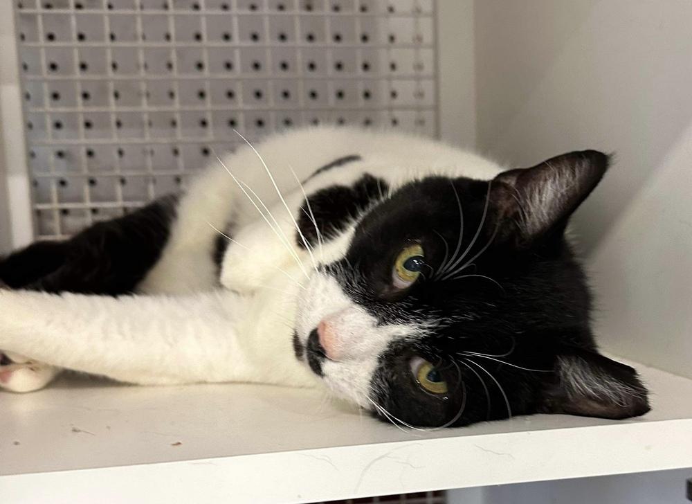 Pepper, a Adoptable Domestic Short Hair in Chicago, IL image 6/6