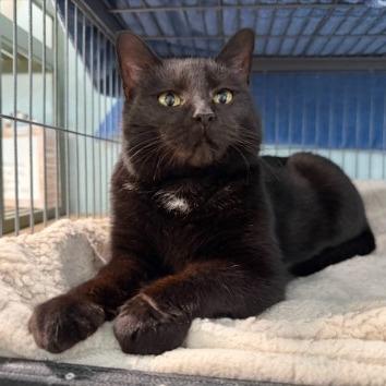 Ava, Adoptable, Adult Female Domestic Short Hair.