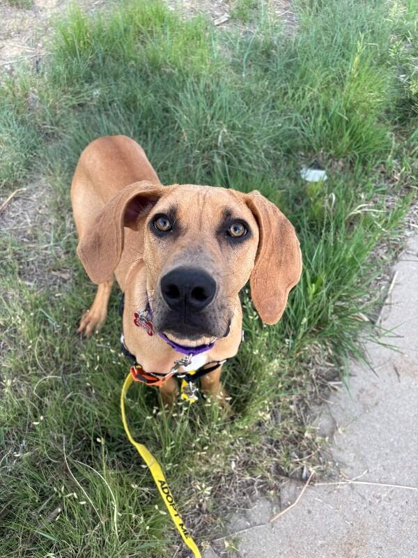 Enlarge Blathers, a Adoptable mixed breed in Westminster, CO image 1/6