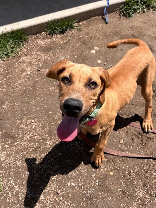 Blathers, Adoptable, Puppy Male Hound & Mixed Breed.
