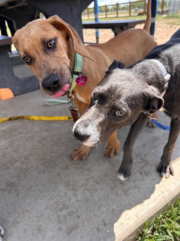 Enlarge Blathers, a Adoptable mixed breed in Westminster, CO image 4/6