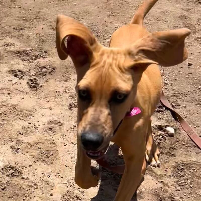 Enlarge Blathers, a Adoptable mixed breed in Westminster, CO image 5/6