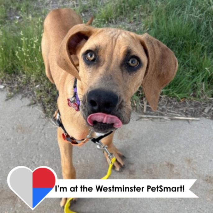 Enlarge Blathers, a Adoptable mixed breed in Westminster, CO image 2/6