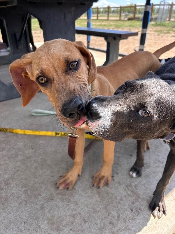 Enlarge Blathers, a Adoptable mixed breed in Westminster, CO image 6/6