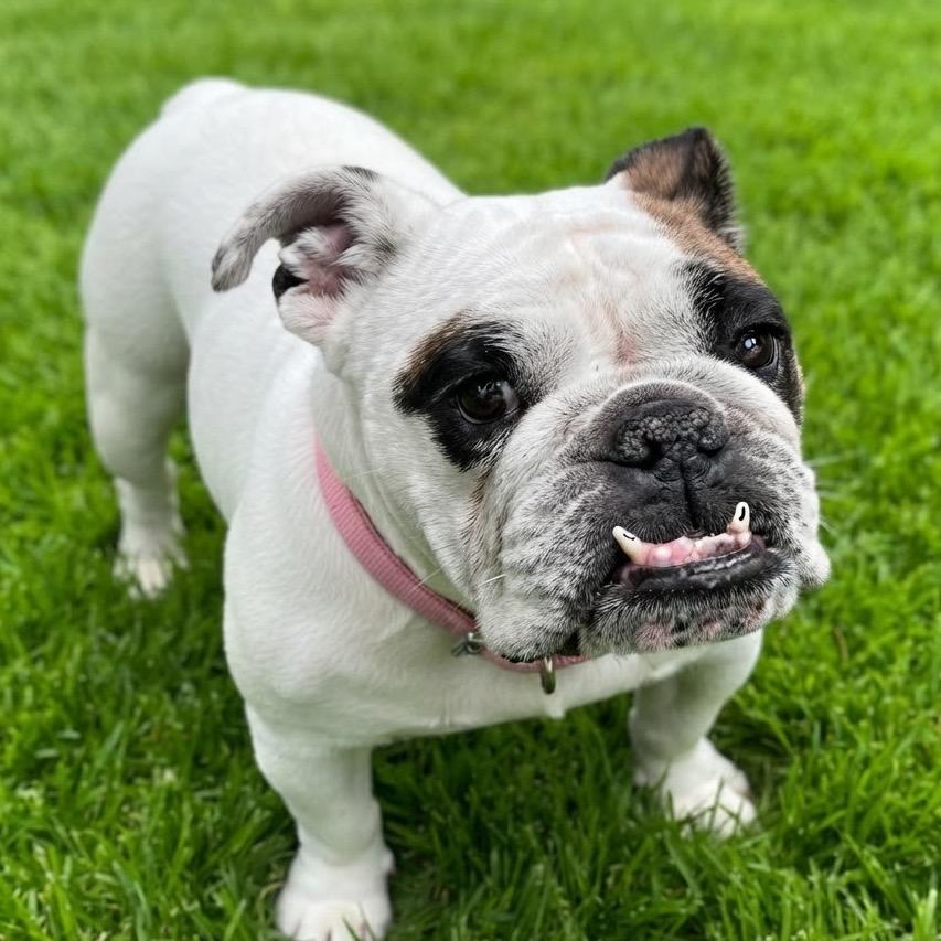 Marigold, Adoptable, Adult Female English Bulldog.