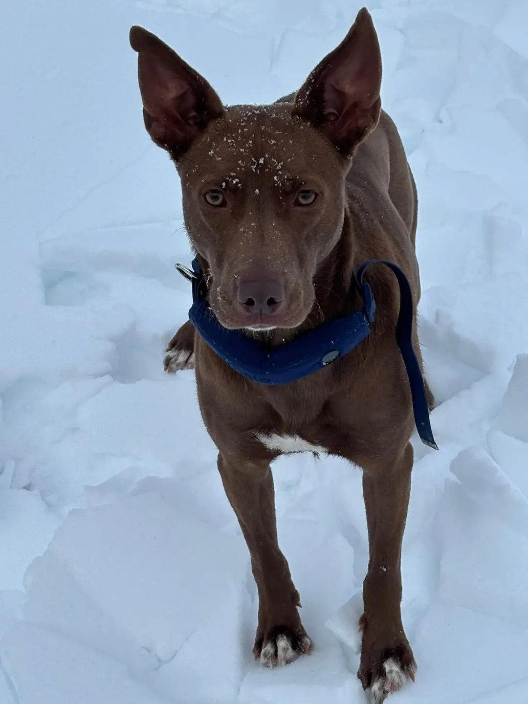 Enlarge Edward, a Adopted mixed breed in Westminster, MD image 2/3