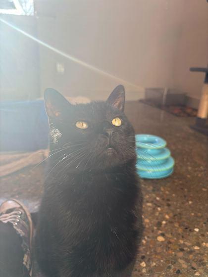 Harvey Dent, Adoptable, Young Male Domestic Short Hair & Domestic Short Hair.