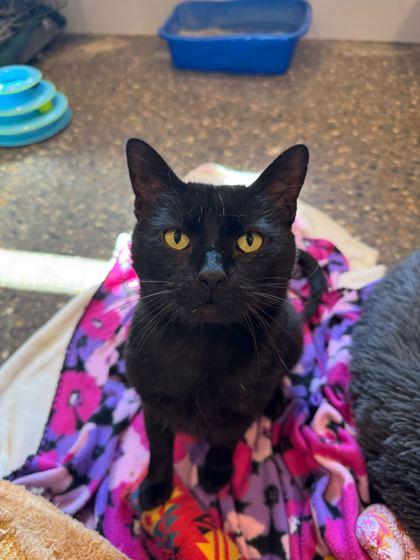 Harvey Dent, a Adoptable Domestic Short Hair in Louisville, KY image 2/3