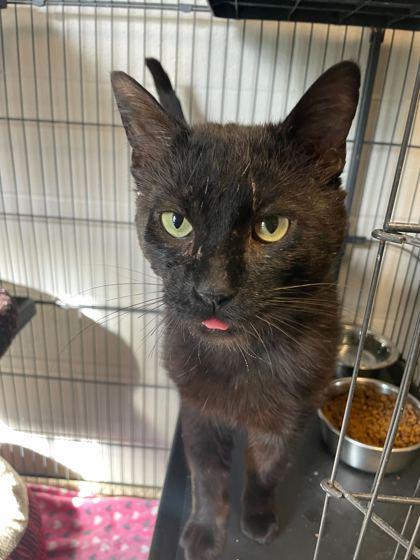 Harvey Dent, a Adoptable Domestic Short Hair in Louisville, KY image 3/3