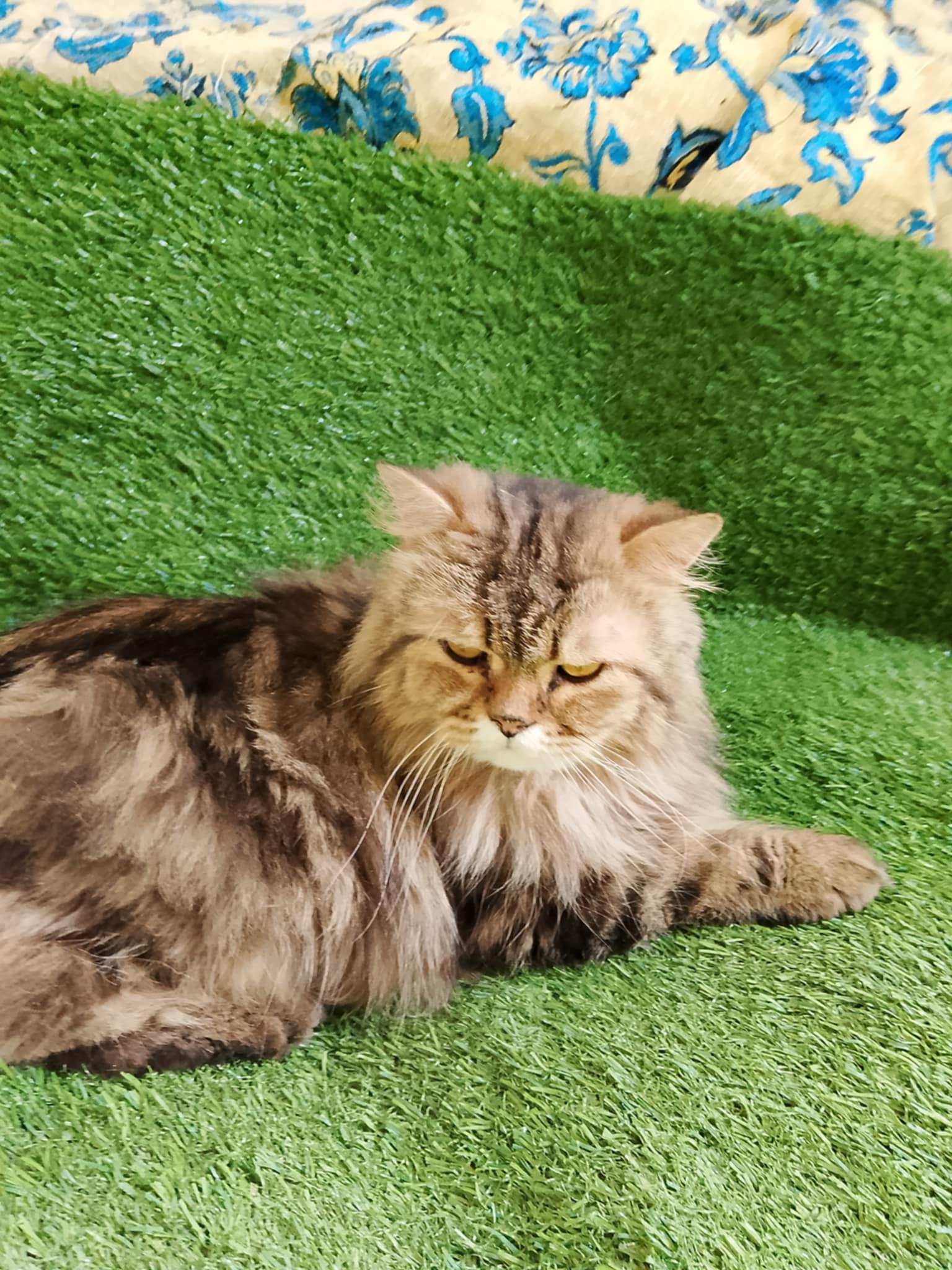 Sky, Adult Male unknown