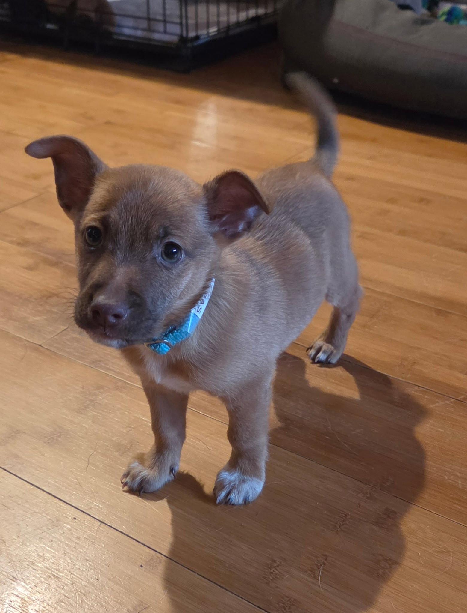 Papas CA, Adopted, Puppy Male Chihuahua.