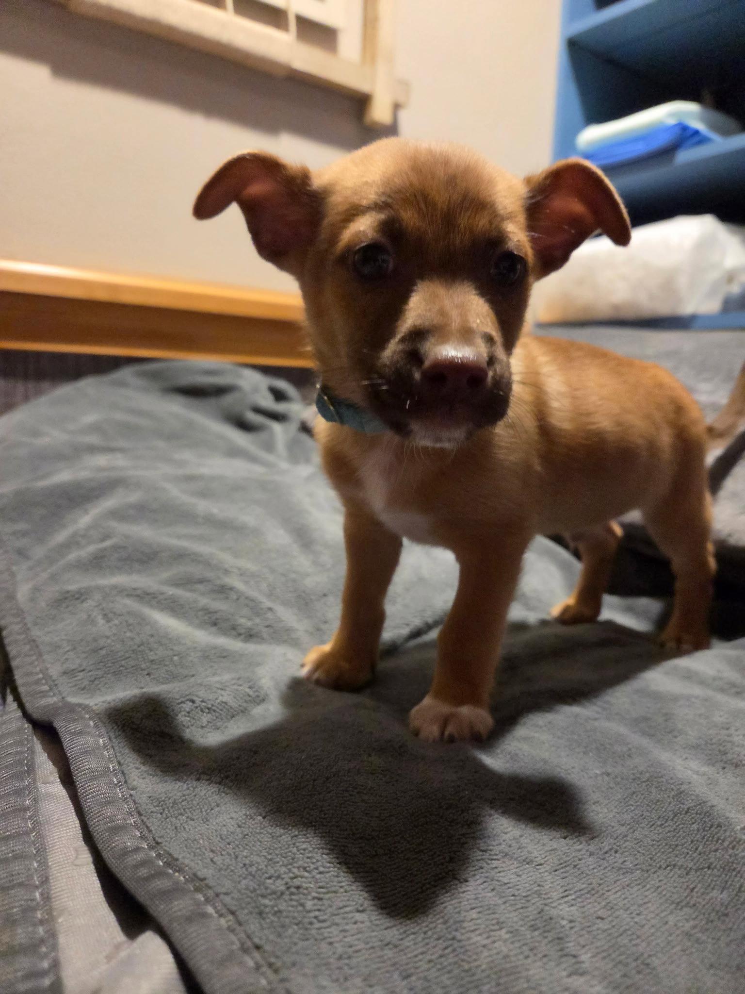 Enlarge Papas CA, a Adopted Chihuahua in Hillside, IL image 2/2