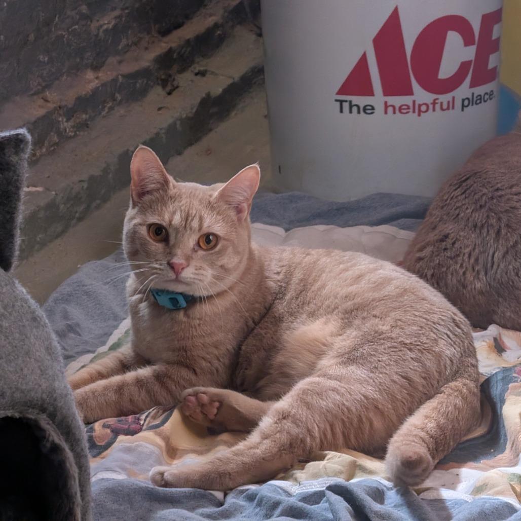 Enlarge Daisy Mae [teal], a Adoptable Domestic Short Hair in Baltimore, MD image 1/3