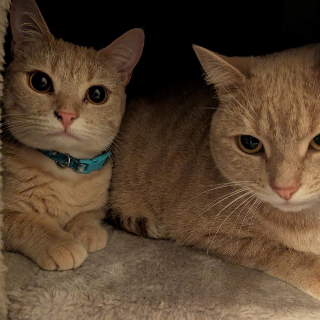 Enlarge Daisy Mae [teal], a Adoptable Domestic Short Hair in Baltimore, MD image 2/3