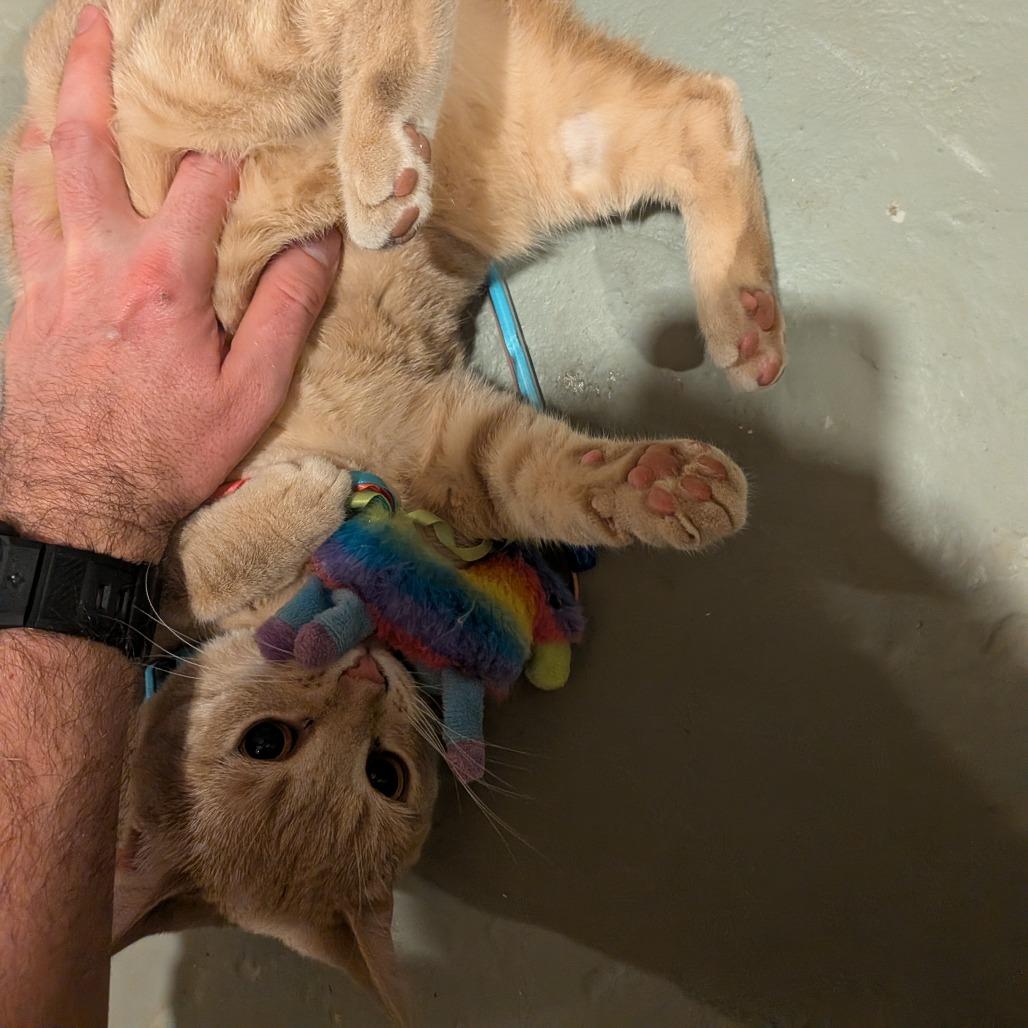 Enlarge Daisy Mae [teal], a Adoptable Domestic Short Hair in Baltimore, MD image 3/3