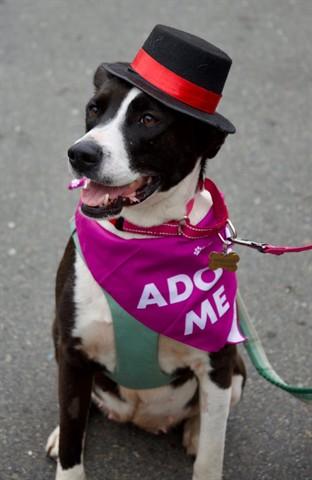 MARGOT, Adoptable, Young Female Border Collie & Pit Bull Terrier.