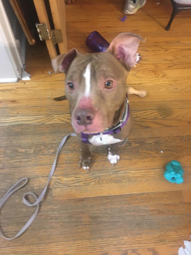 Enlarge Bob, a Adoptable mixed breed in Plymouth, MI image 1/3