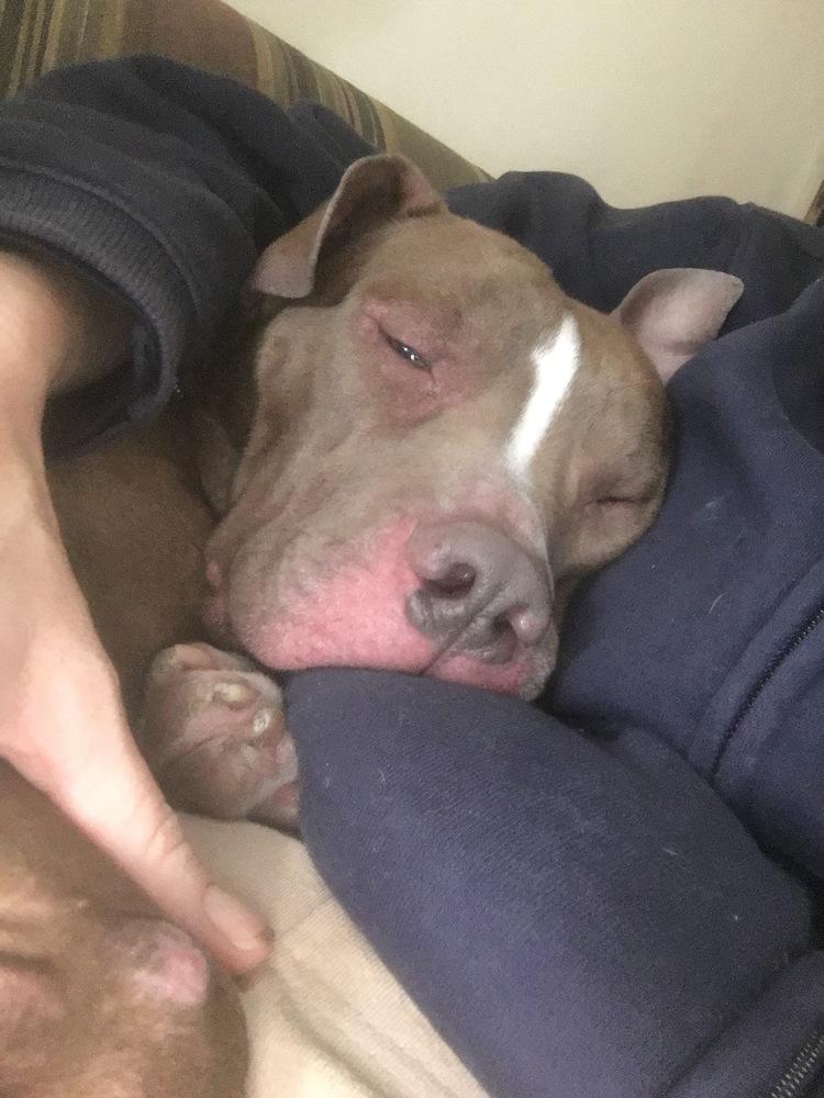 Enlarge Bob, a Adoptable mixed breed in Plymouth, MI image 2/3