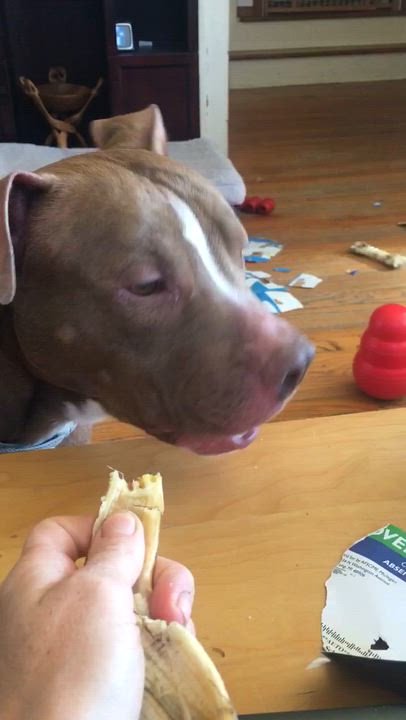 Enlarge Bob, a Adoptable mixed breed in Plymouth, MI video 3/3