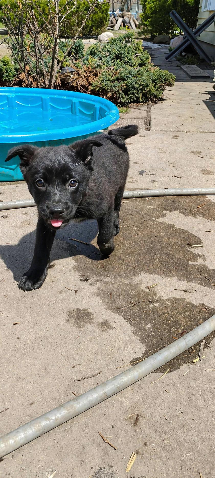 Enlarge Tamatoa , a ADOPTABLE Mixed Breed in Kenosha, WI image 2/3