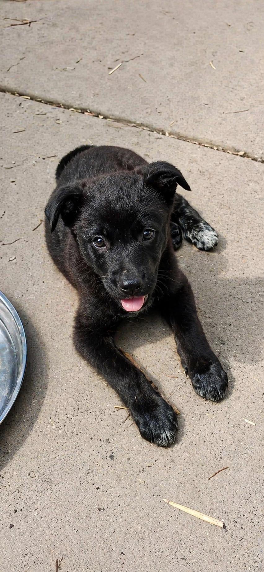 Enlarge Tamatoa , a ADOPTABLE Mixed Breed in Kenosha, WI image 3/3