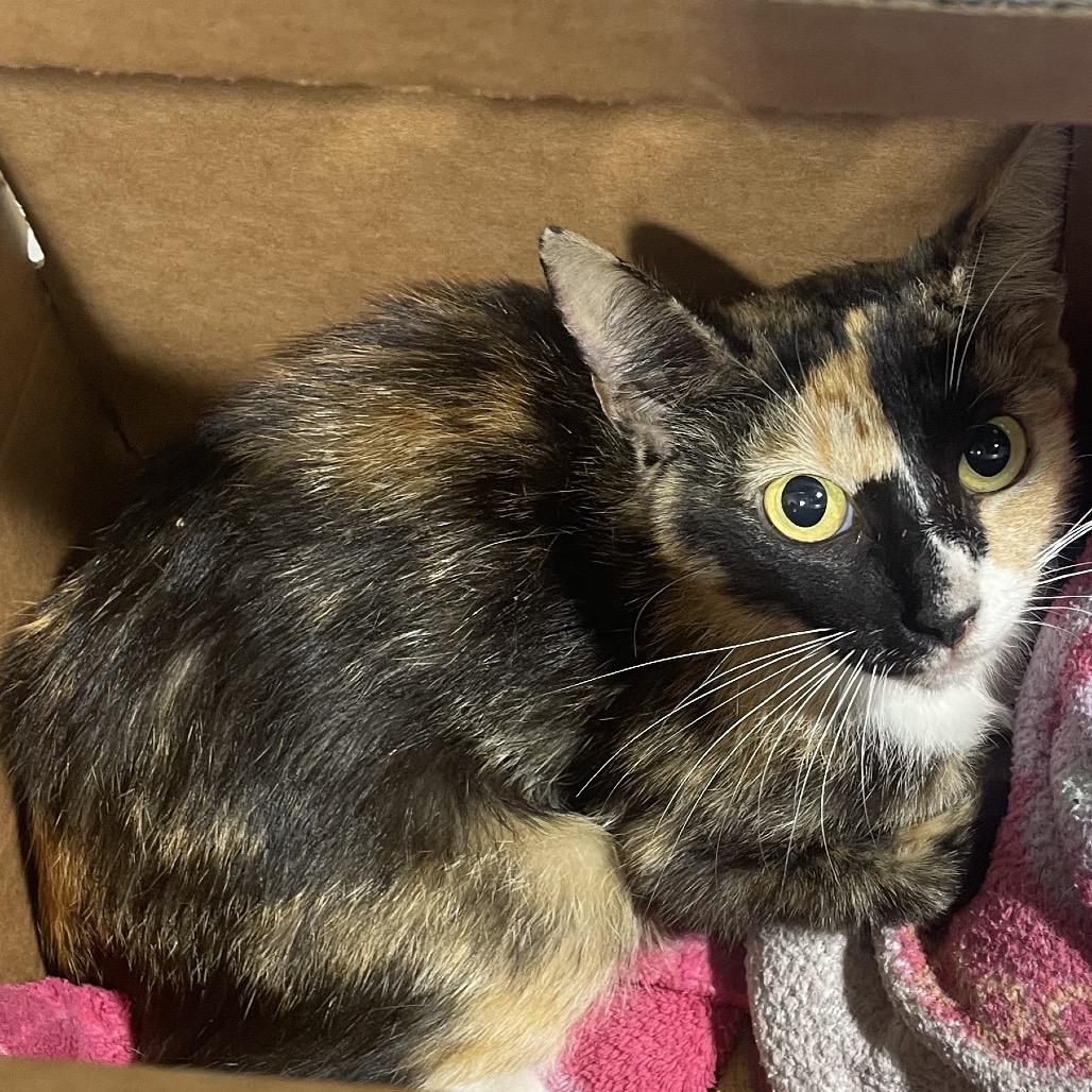 Zoey, Adoptable, Adult Female Domestic Short Hair.