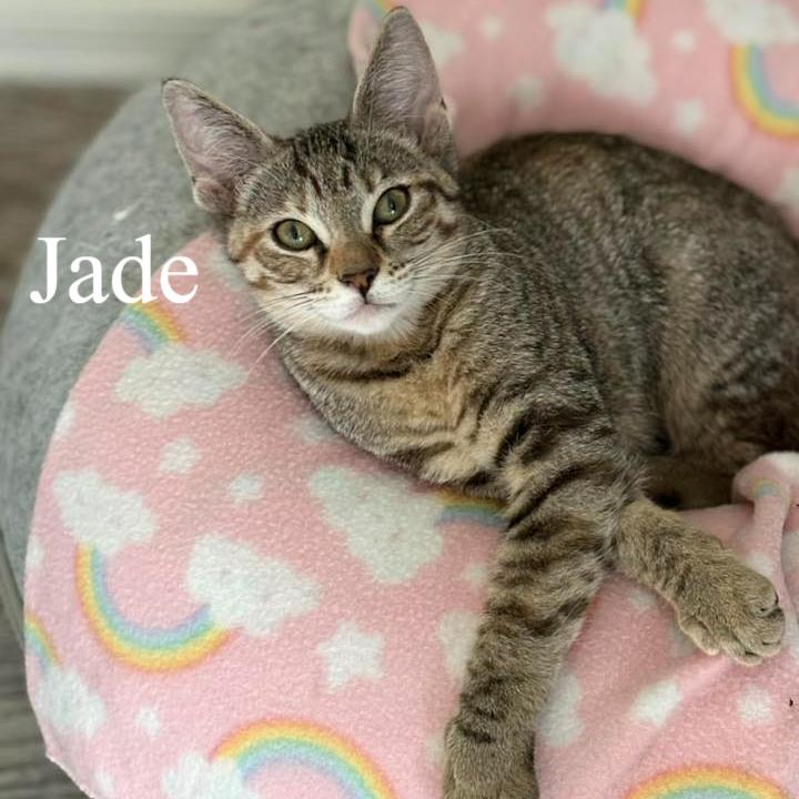 Enlarge Jade, a ADOPTABLE Domestic Short Hair in Queen Creek, AZ image 2/3