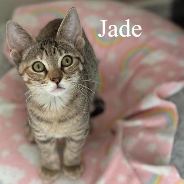 Enlarge Jade, a ADOPTABLE Domestic Short Hair in Queen Creek, AZ image 1/3