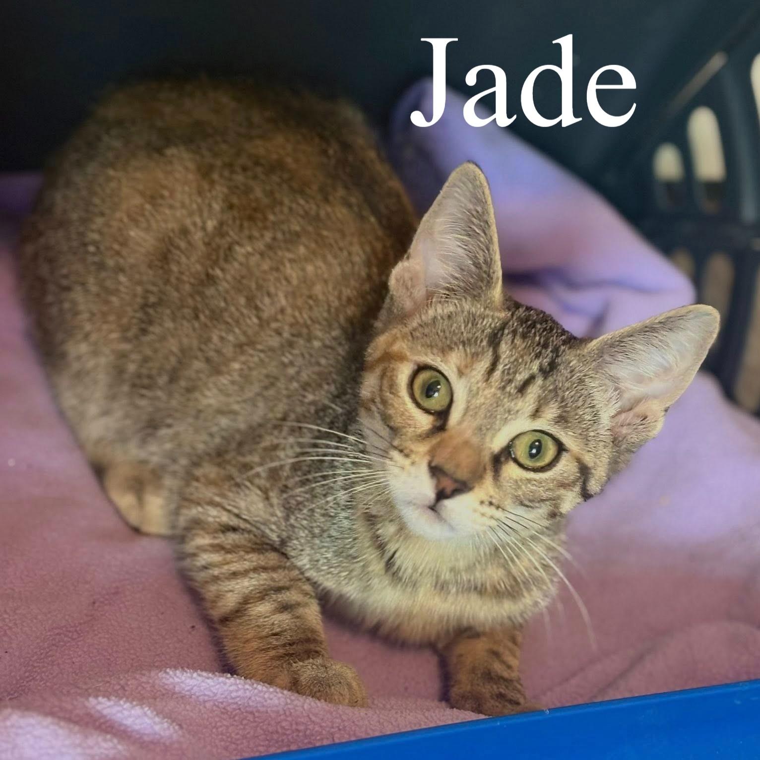 Enlarge Jade, a ADOPTABLE Domestic Short Hair in Queen Creek, AZ image 3/3