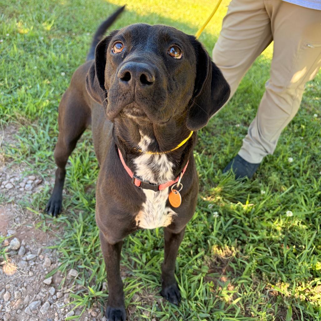 Jolene, a Adoptable mixed breed in Franklin, NC image 1/4