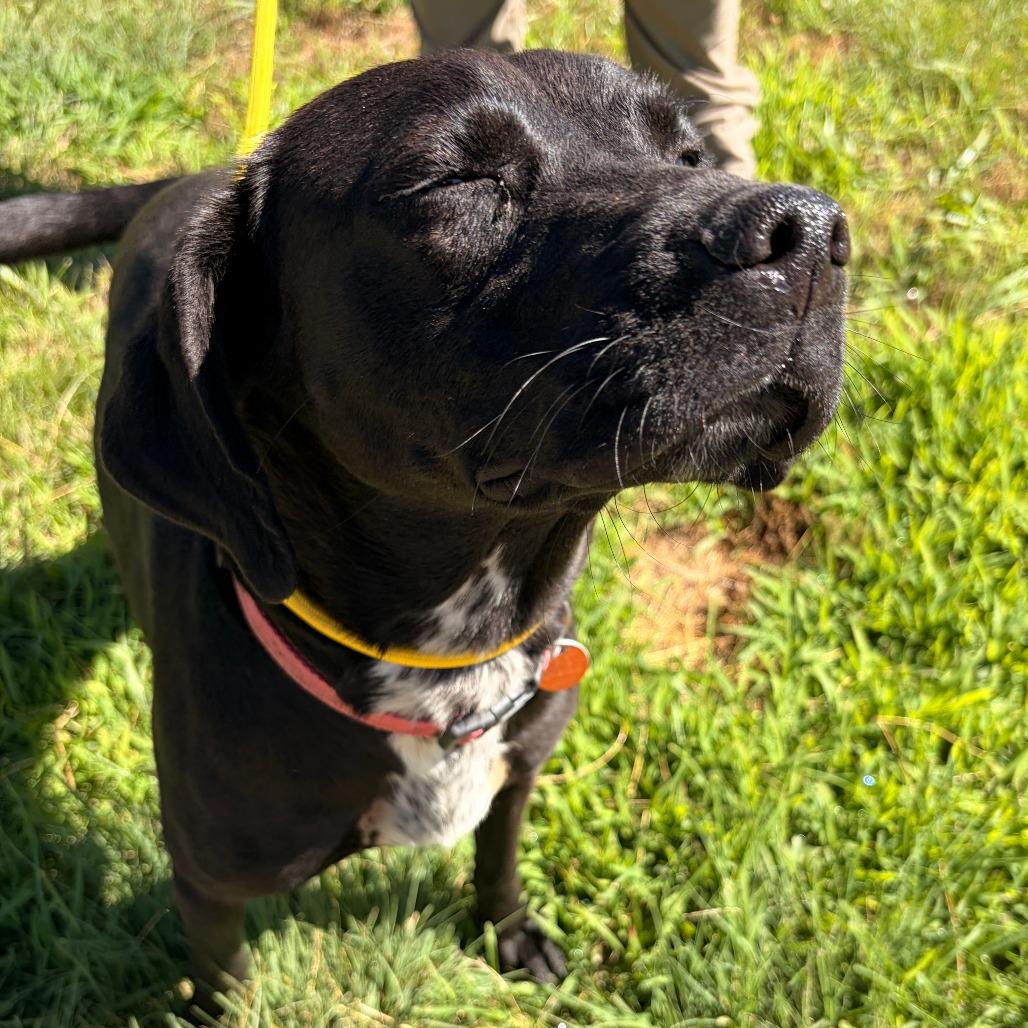 Jolene, a Adoptable mixed breed in Franklin, NC image 2/4