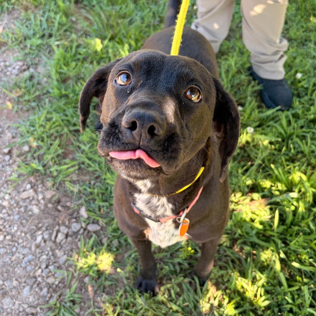 Jolene, a Adoptable mixed breed in Franklin, NC image 3/4