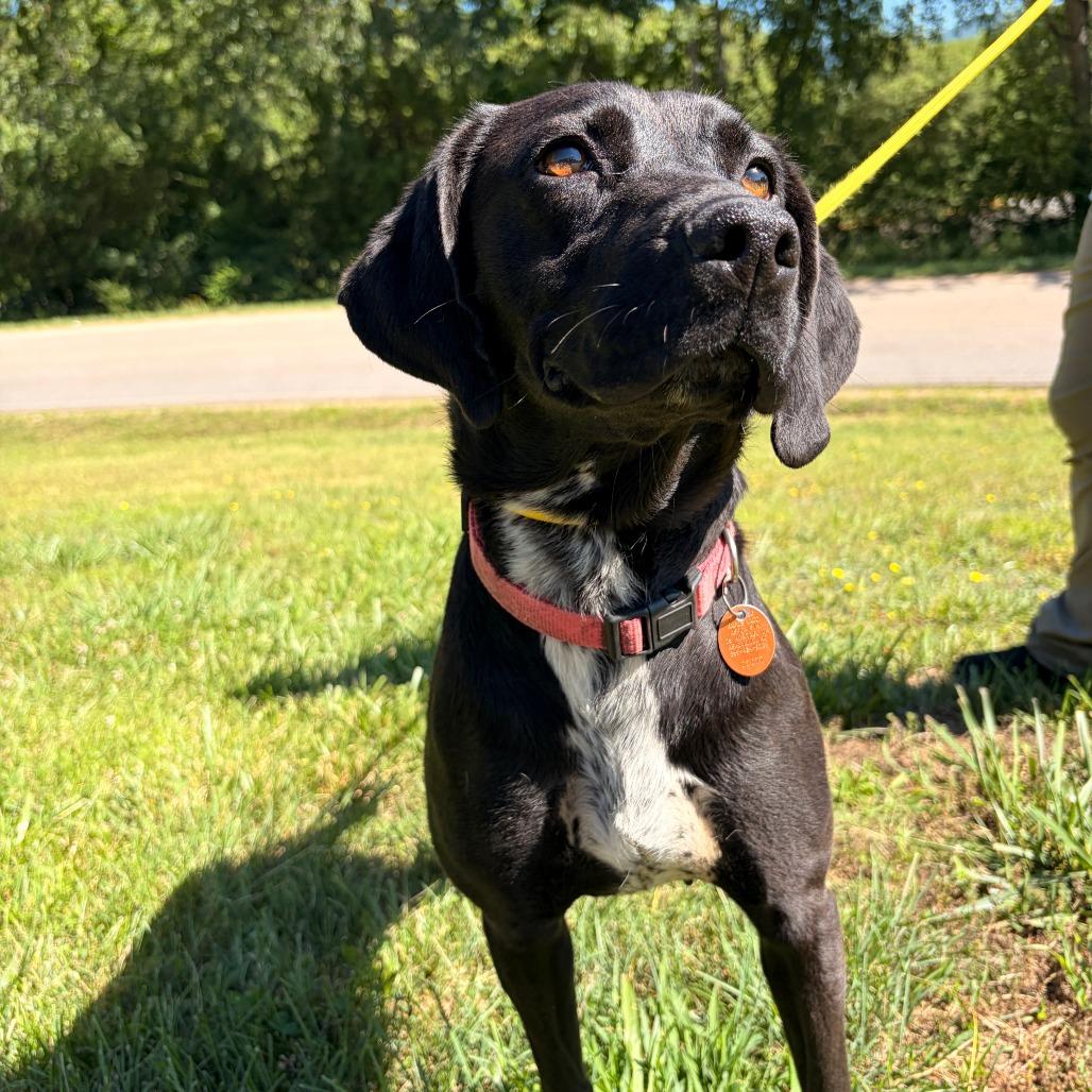 Jolene, a Adoptable mixed breed in Franklin, NC image 4/4